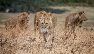 15 days – A Mountaineering and wildlife safari